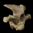 Wide Kritosaurus Cervical Vertebrae - Aguja Formation #38943-5
